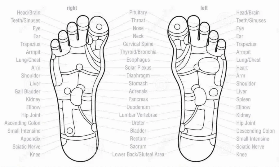 Reflexology Foot Map